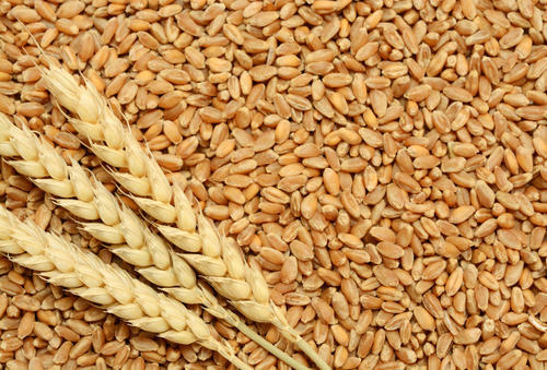 You are currently viewing Mashhour attracts merchants of wheat and seeds to import them from the sisterly Arab countries